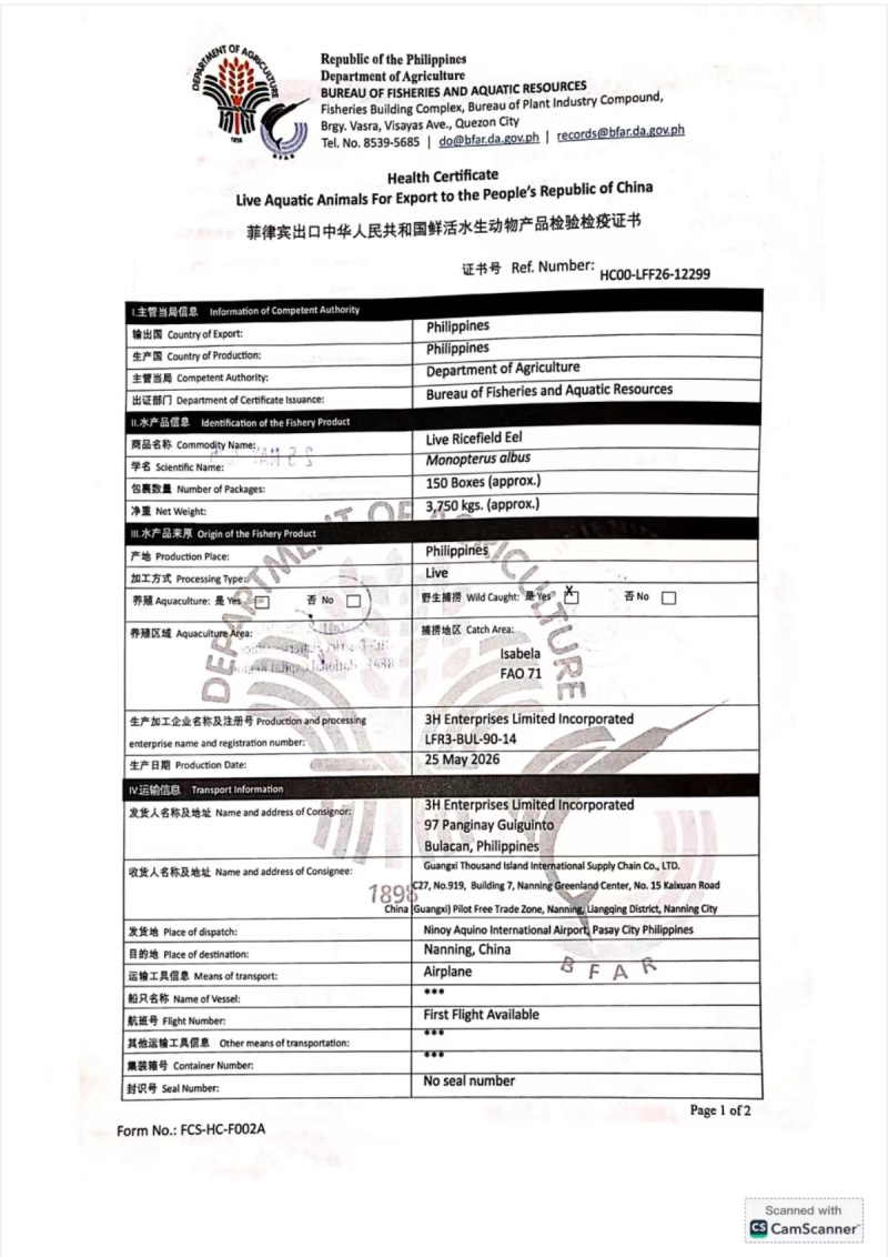菲律宾野生黄鳝，一手批发