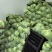 湖北奥奇娜甘蓝大量上市品种齐全对接商超团购电商一条龙