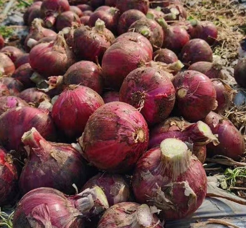 凤翔洋葱红皮洋葱产地直供量大从优价格实惠欢迎联