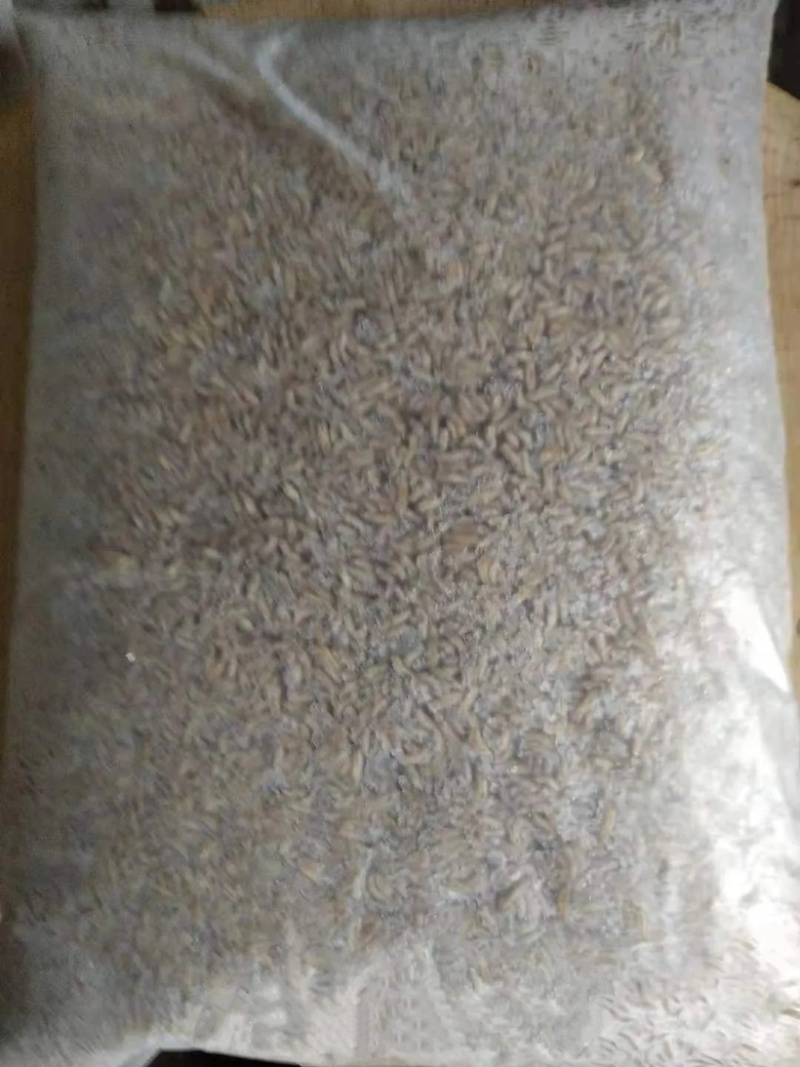 餐厨黑水虻水洗冻虫速冻锁鲜高蛋白水产宠物饲料