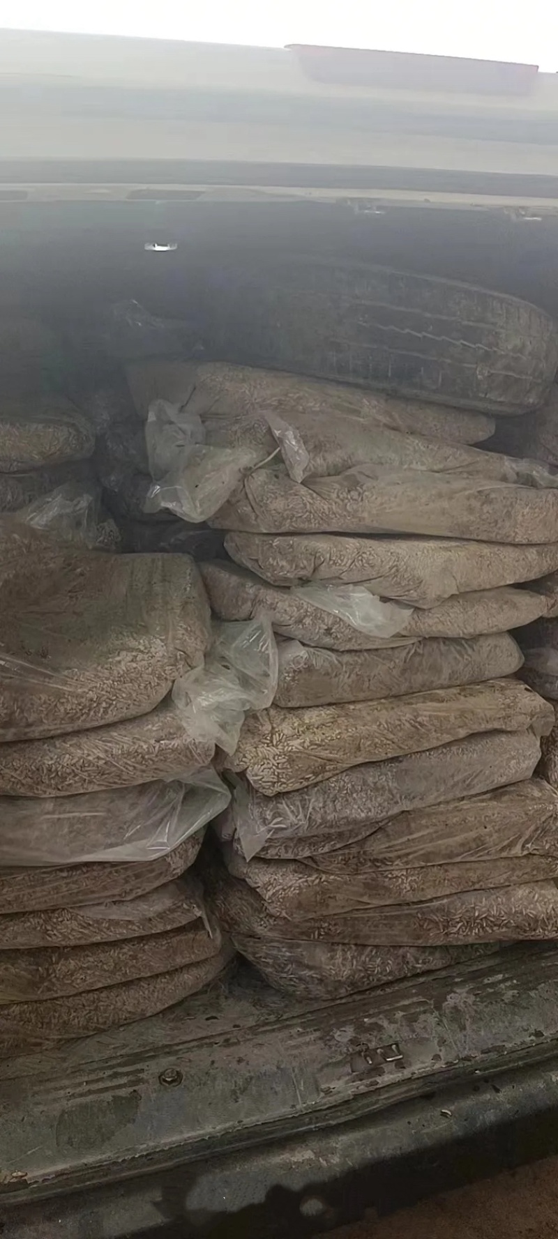 餐厨黑水虻水洗冻虫速冻锁鲜高蛋白水产宠物饲料