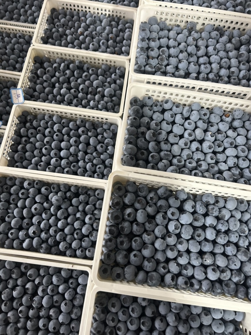 精品蓝莓大量供应电商市场超市，保证质量，全国各地发货