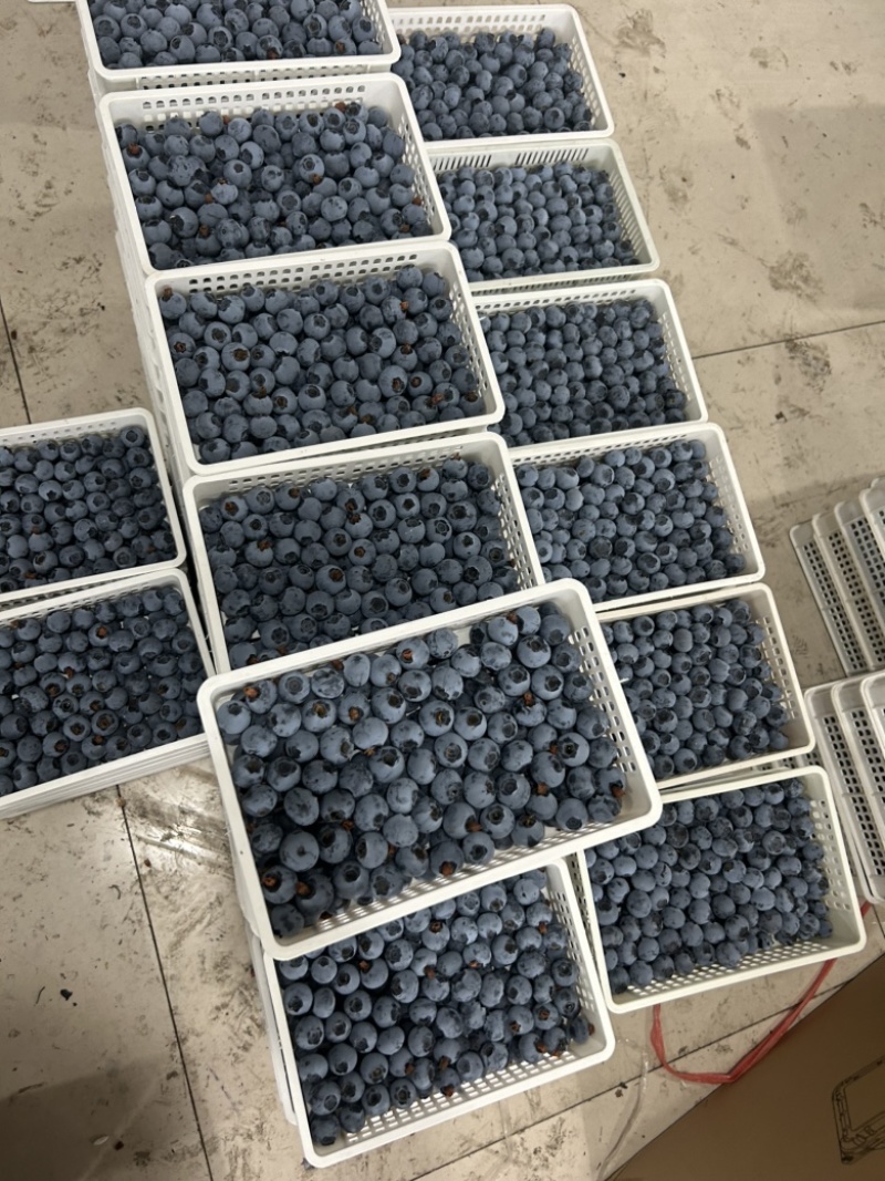 精品蓝莓大量供应电商市场超市，保证质量，全国各地发货