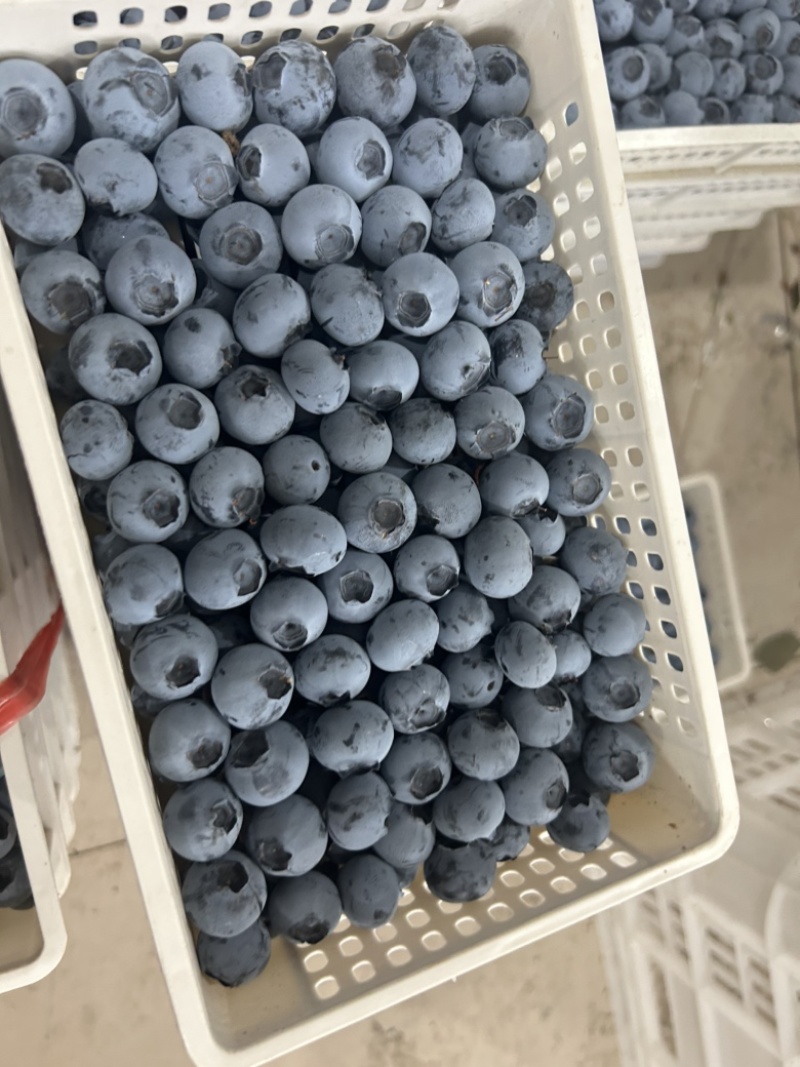 精品蓝莓大量供应电商市场超市，保证质量，全国各地发货