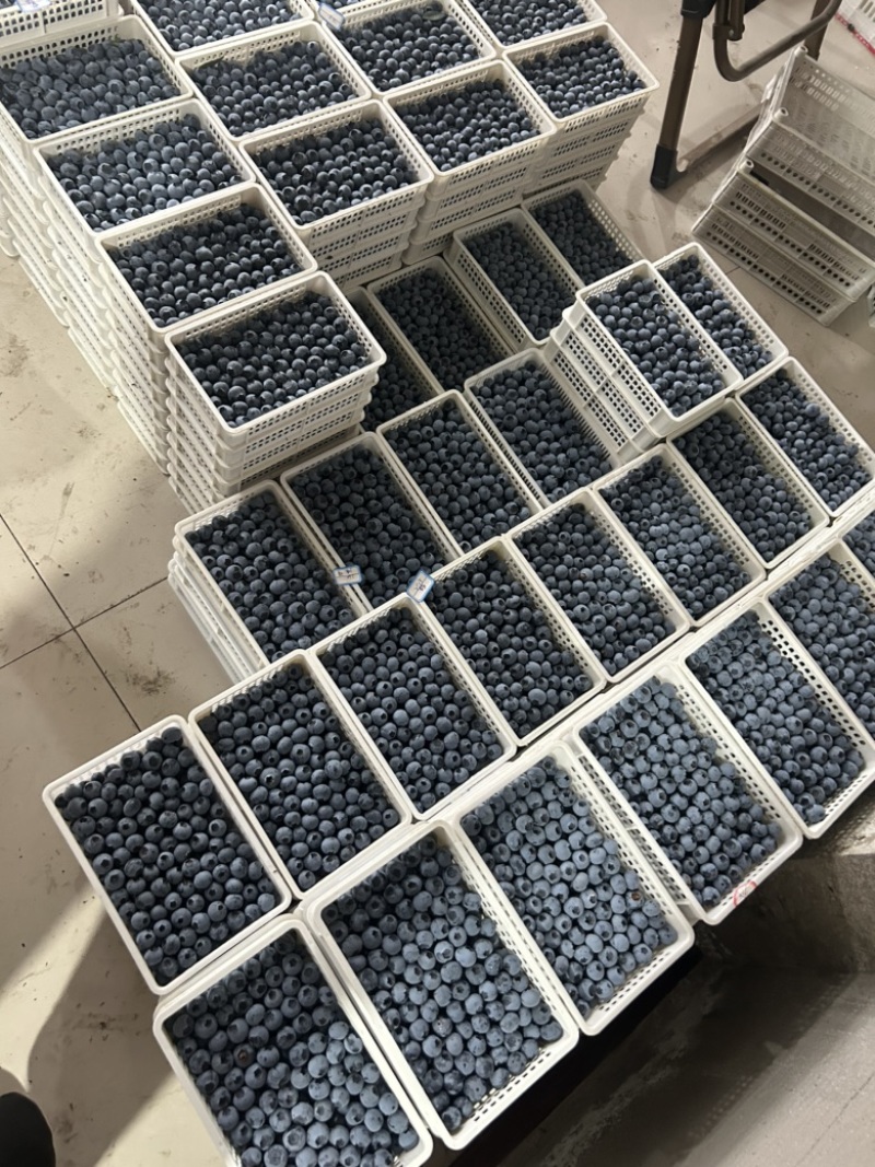 精品蓝莓大量供应电商市场超市，保证质量，全国各地发货