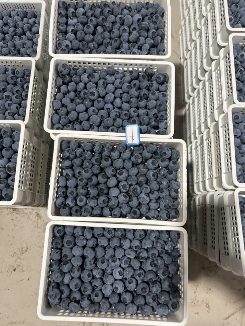 精品蓝莓大量供应电商市场超市，保证质量，全国各地发货