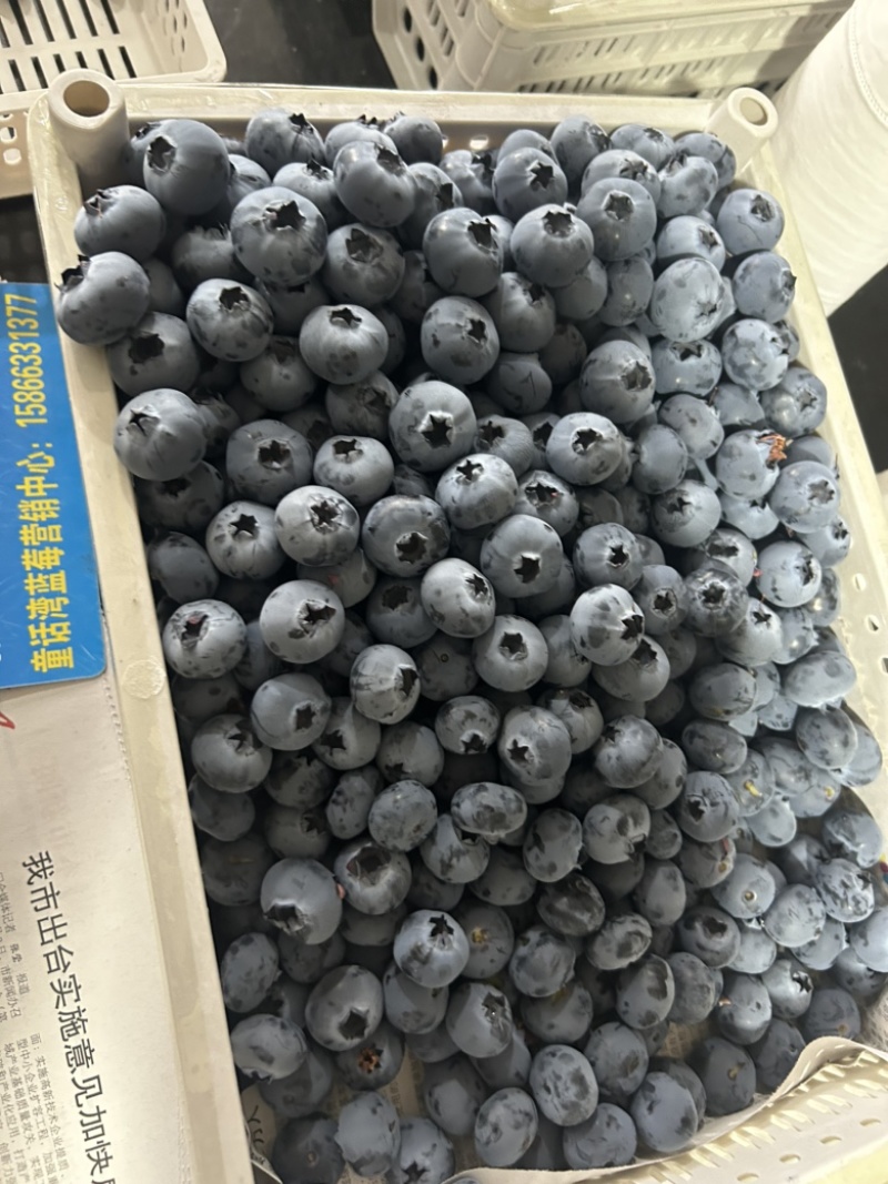 精品蓝莓大量供应电商市场超市，保证质量，全国各地发货