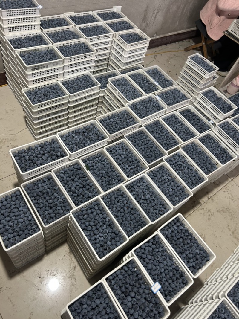 精品蓝莓大量供应电商市场超市，保证质量，全国各地发货