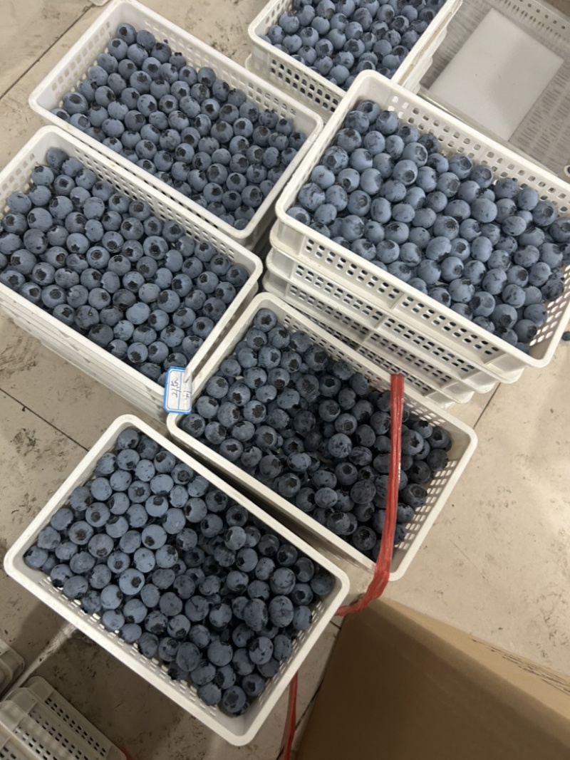 精品蓝莓大量供应电商市场超市，保证质量，全国各地发货