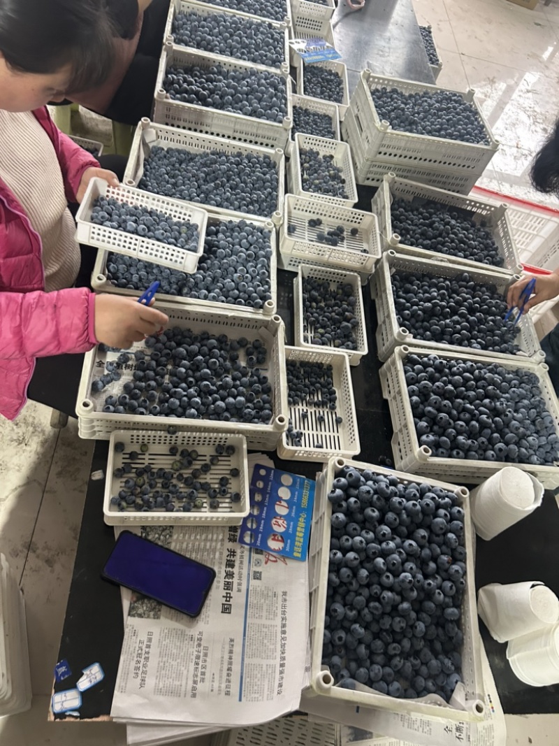 精品蓝莓大量供应电商市场超市，保证质量，全国各地发货