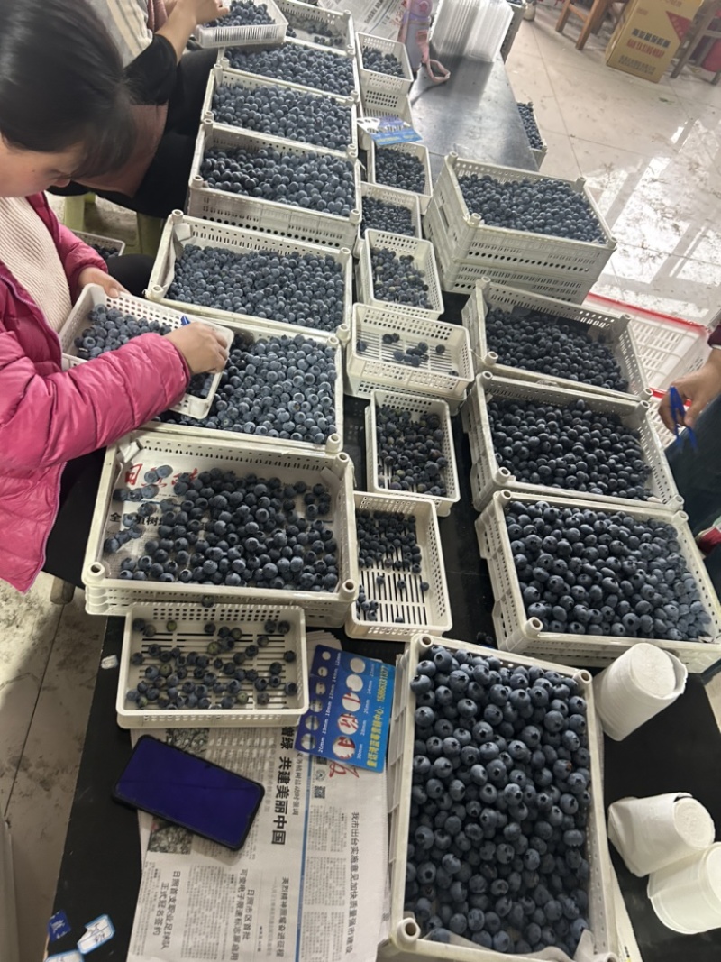 精品蓝莓大量供应电商市场超市，保证质量，全国各地发货