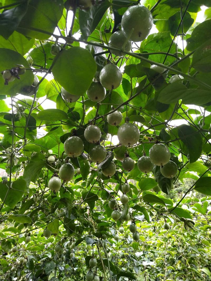钦密九号百香果