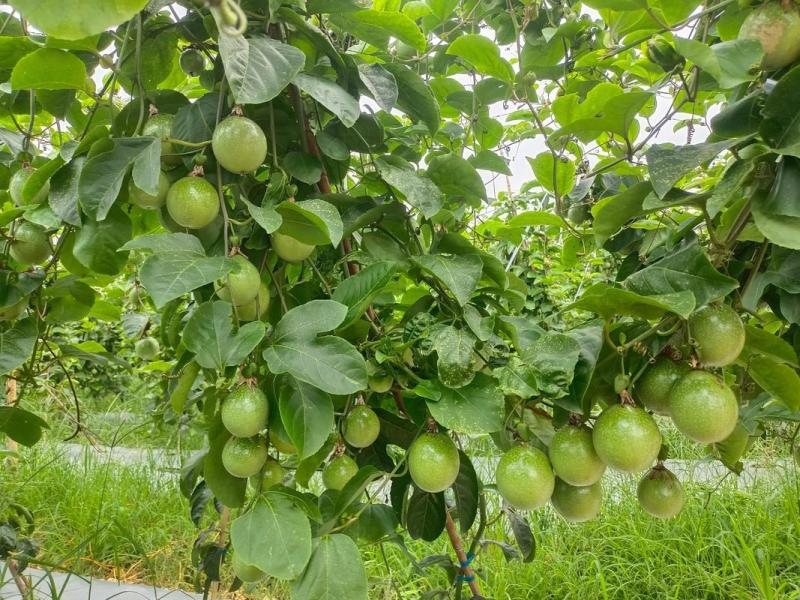 钦密九号百香果