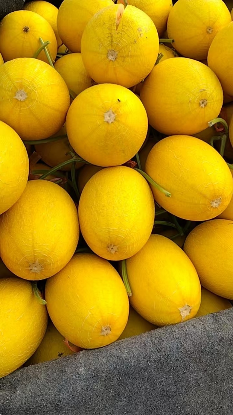 山东黄25黄金蜜瓜，哈密瓜，大量上市