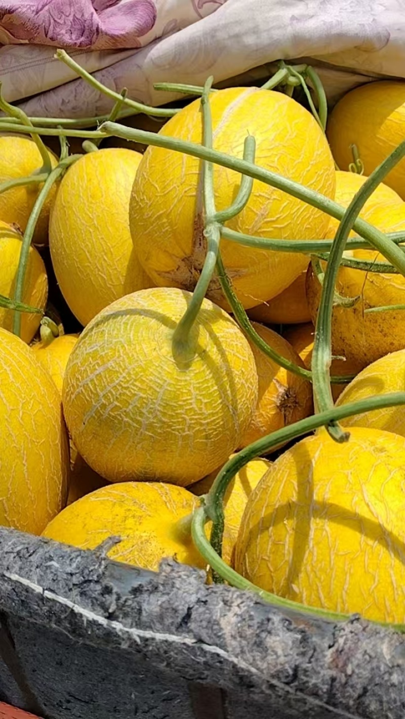 山东黄25黄金蜜瓜，哈密瓜，大量上市