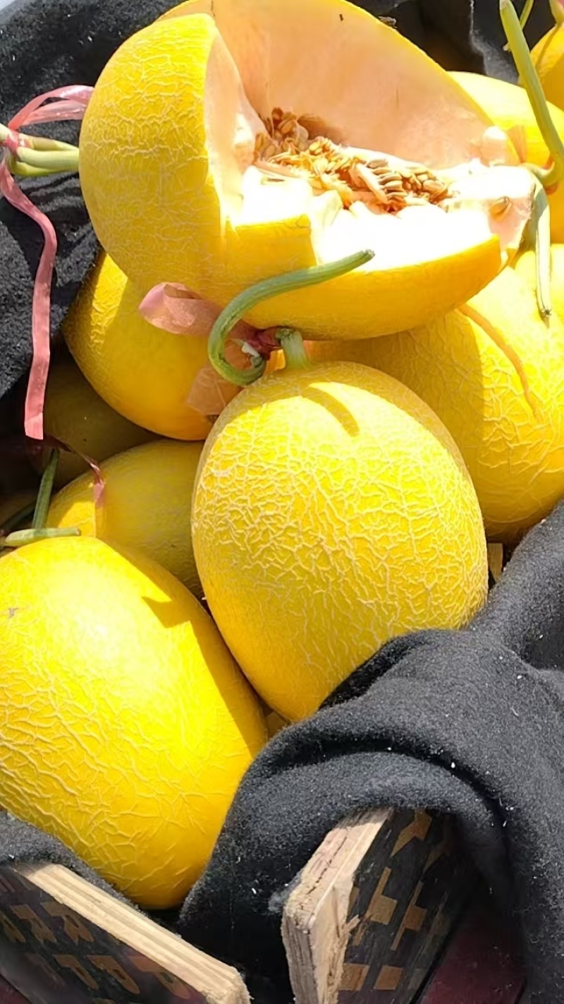 山东黄25黄金蜜瓜，哈密瓜，大量上市