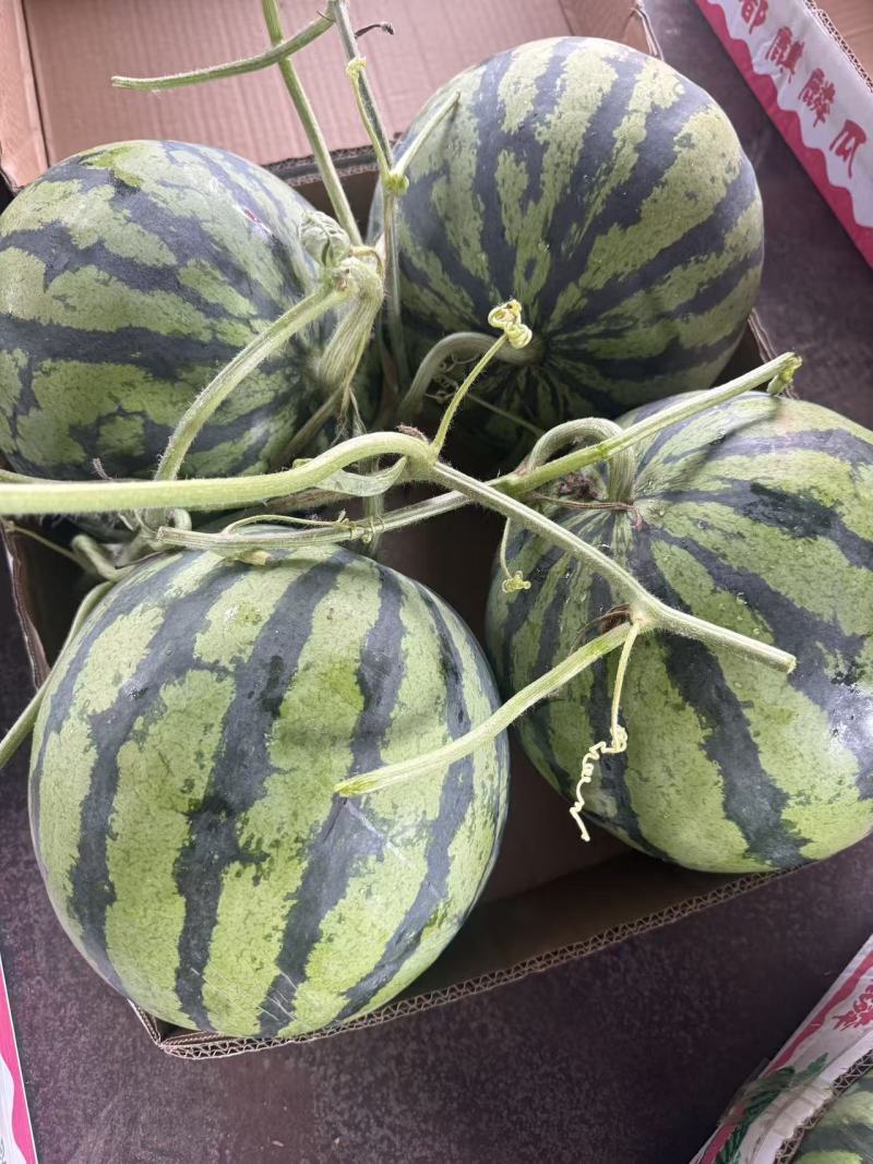 【品种保障】盐城无籽美都西瓜产地直供量大优惠对接全国