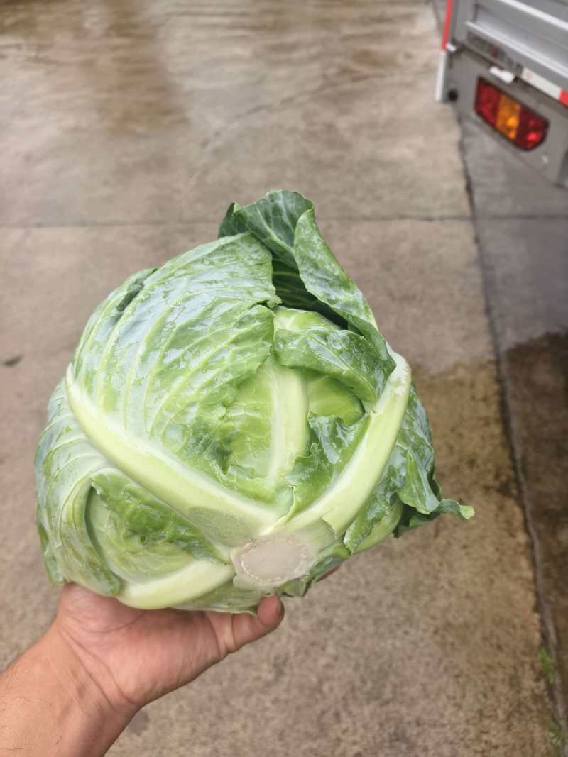 湖北丰园913甘蓝大量上市基地直发保质保量一条龙服务
