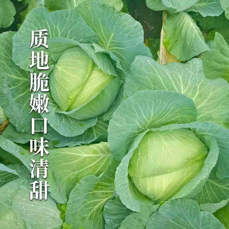 湖北丰园913甘蓝大量上市基地直发保质保量一条龙服务