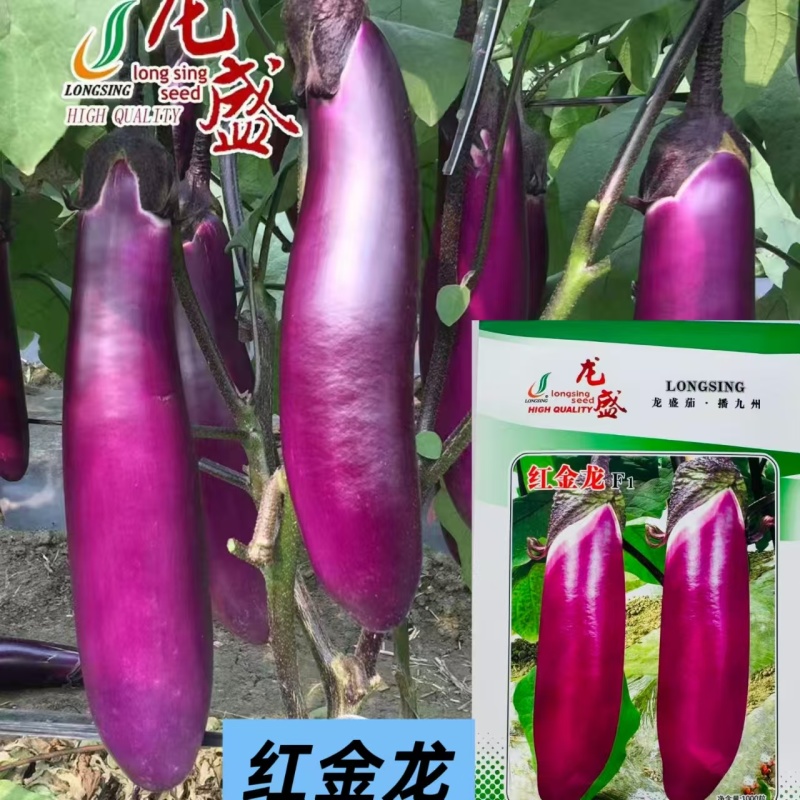 红金龙茄子种子杂交一代早熟紫红皮粗棒茄子种子肉质细嫩口感