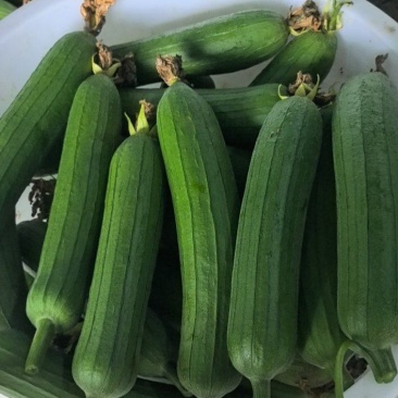 油皮丝瓜