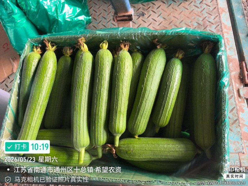 油皮丝瓜
