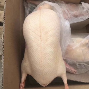 北京烤鸭鸭胚