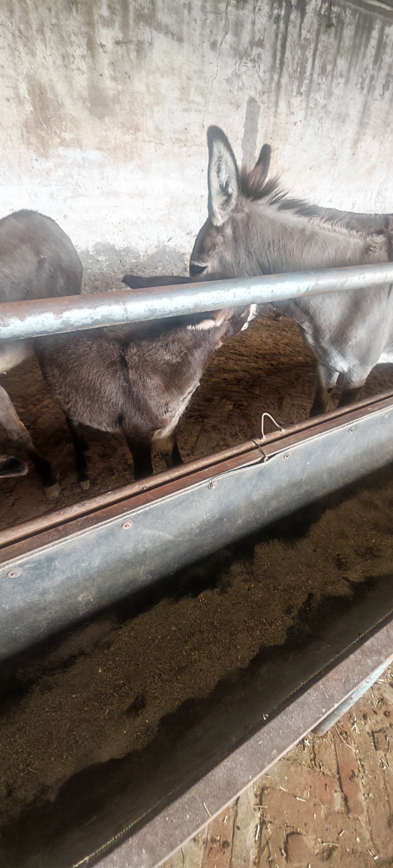 毛驴苗宠物毛驴肉驴德州驴各种规格品种毛驴
