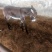毛驴苗宠物毛驴肉驴德州驴各种规格品种毛驴