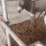 毛驴苗宠物毛驴肉驴德州驴各种规格品种毛驴