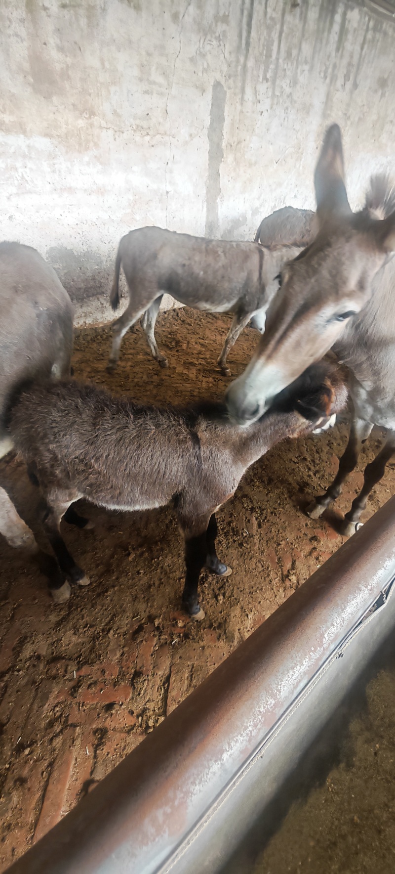 毛驴苗宠物毛驴肉驴德州驴各种规格品种毛驴