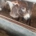 毛驴苗宠物毛驴肉驴德州驴各种规格品种毛驴