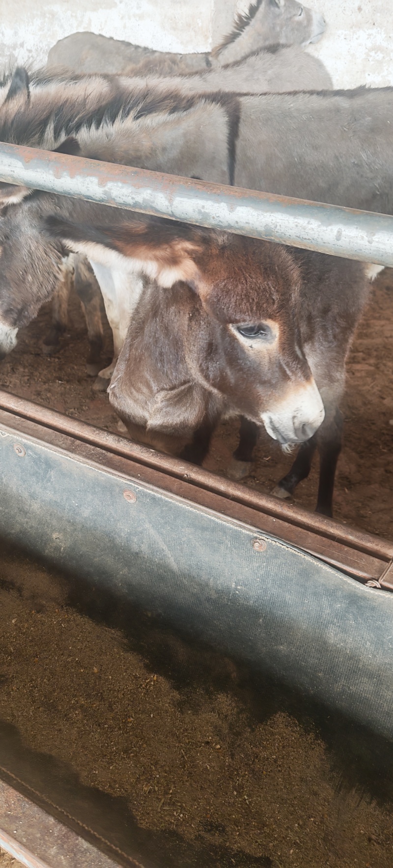 毛驴苗宠物毛驴肉驴德州驴各种规格品种毛驴