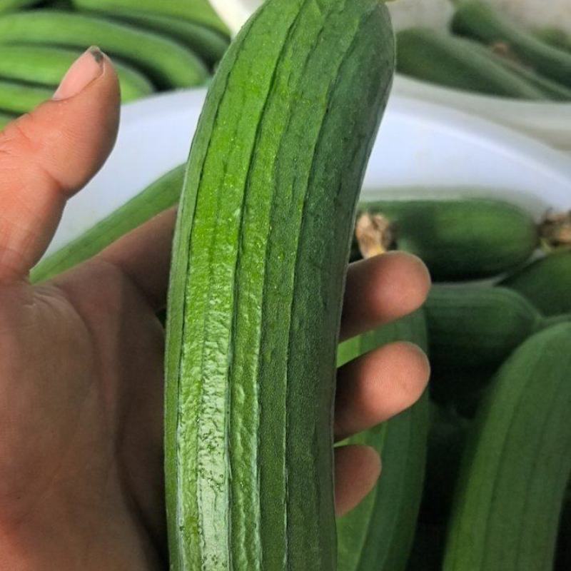 大棚丝瓜.大棚种植，