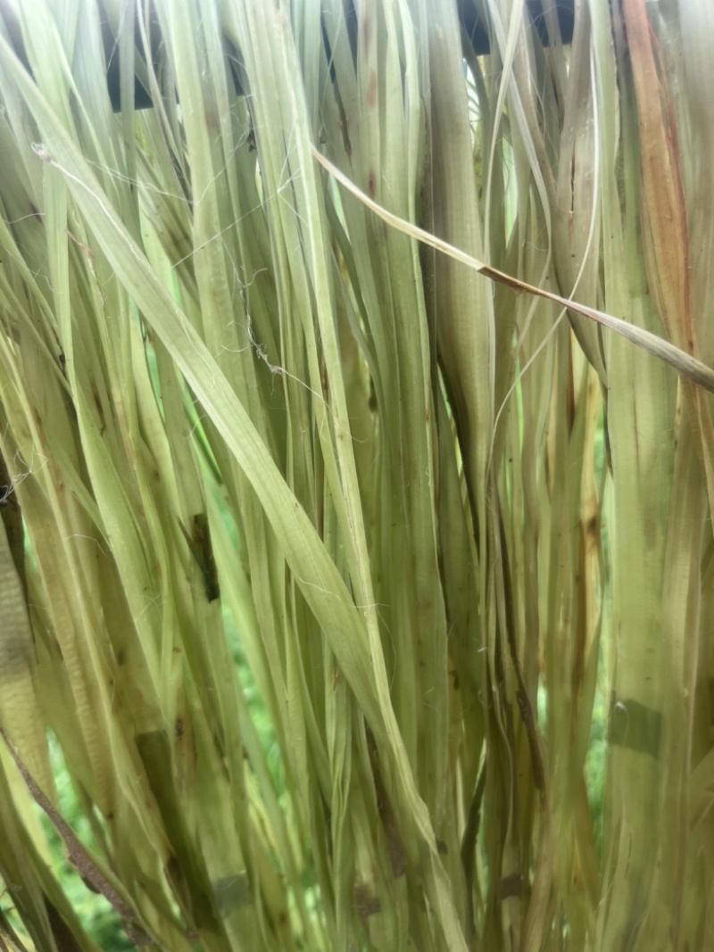 苎麻苗中苎3川苎16