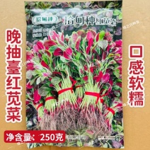 拾甸种红苋菜种子耐抽苔叶红亮口感软糯汉菜种子花红苋菜种