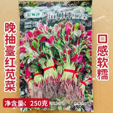 拾甸种红苋菜种子耐抽苔叶红亮口感软糯汉菜种子花红苋菜种