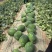 原棚头茬龙卷风西瓜🍉口感甜、皮毛靓、熟度好、代发全国