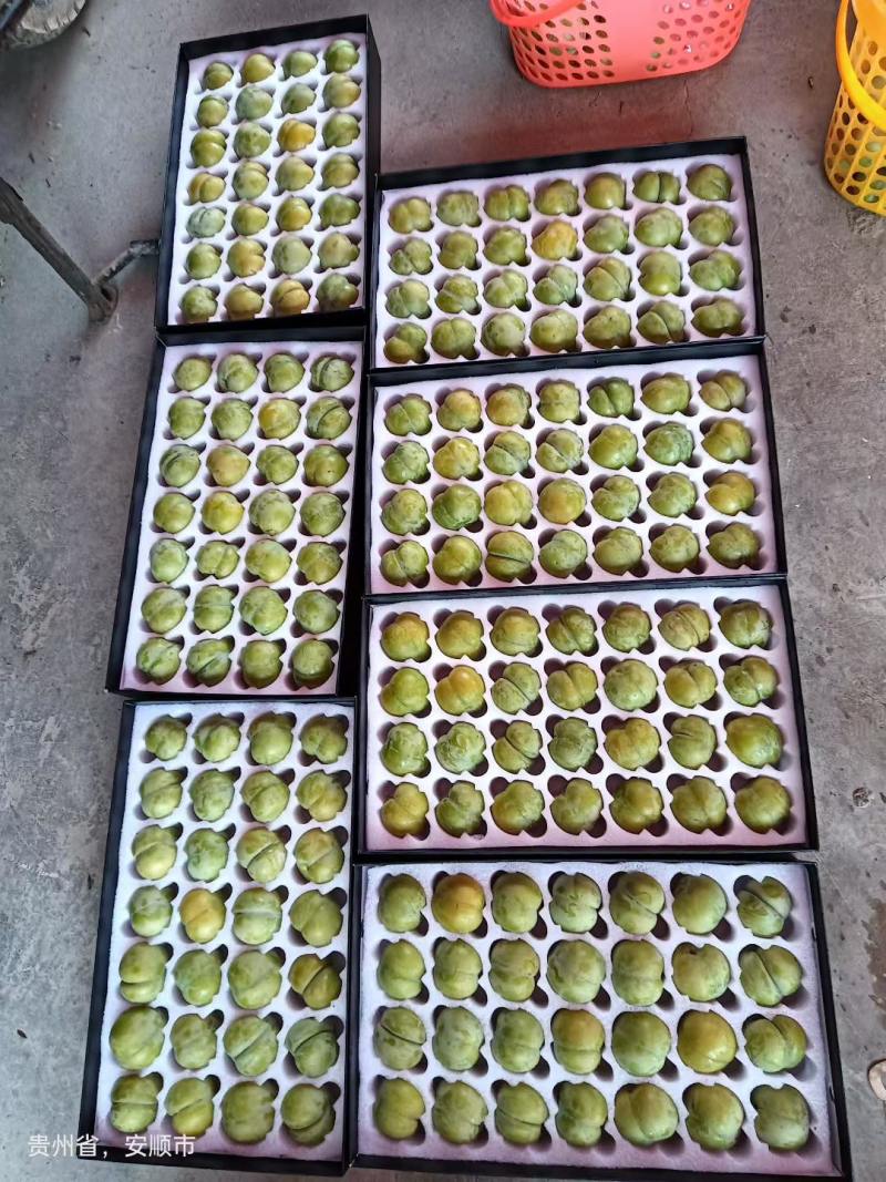 正宗六马蜂糖李