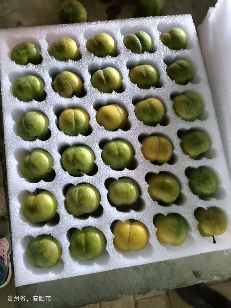 正宗六马蜂糖李