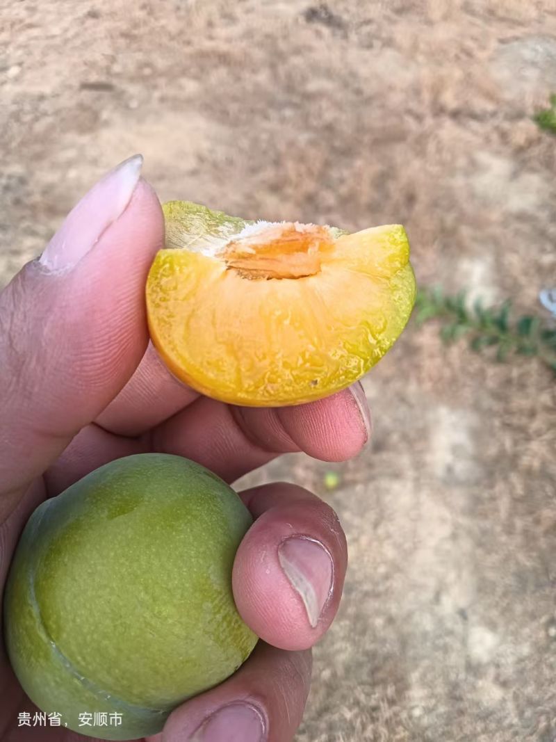 正宗六马蜂糖李