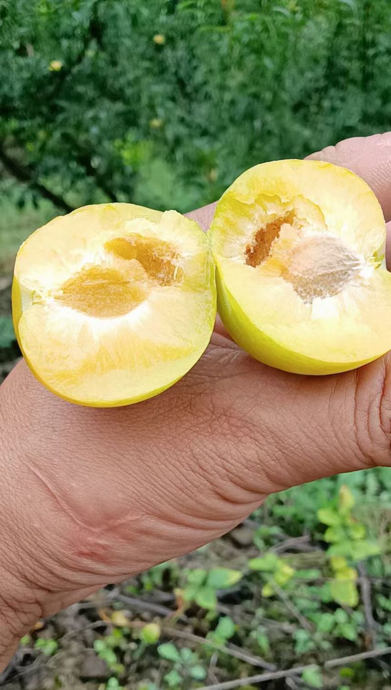 正宗六马蜂糖李