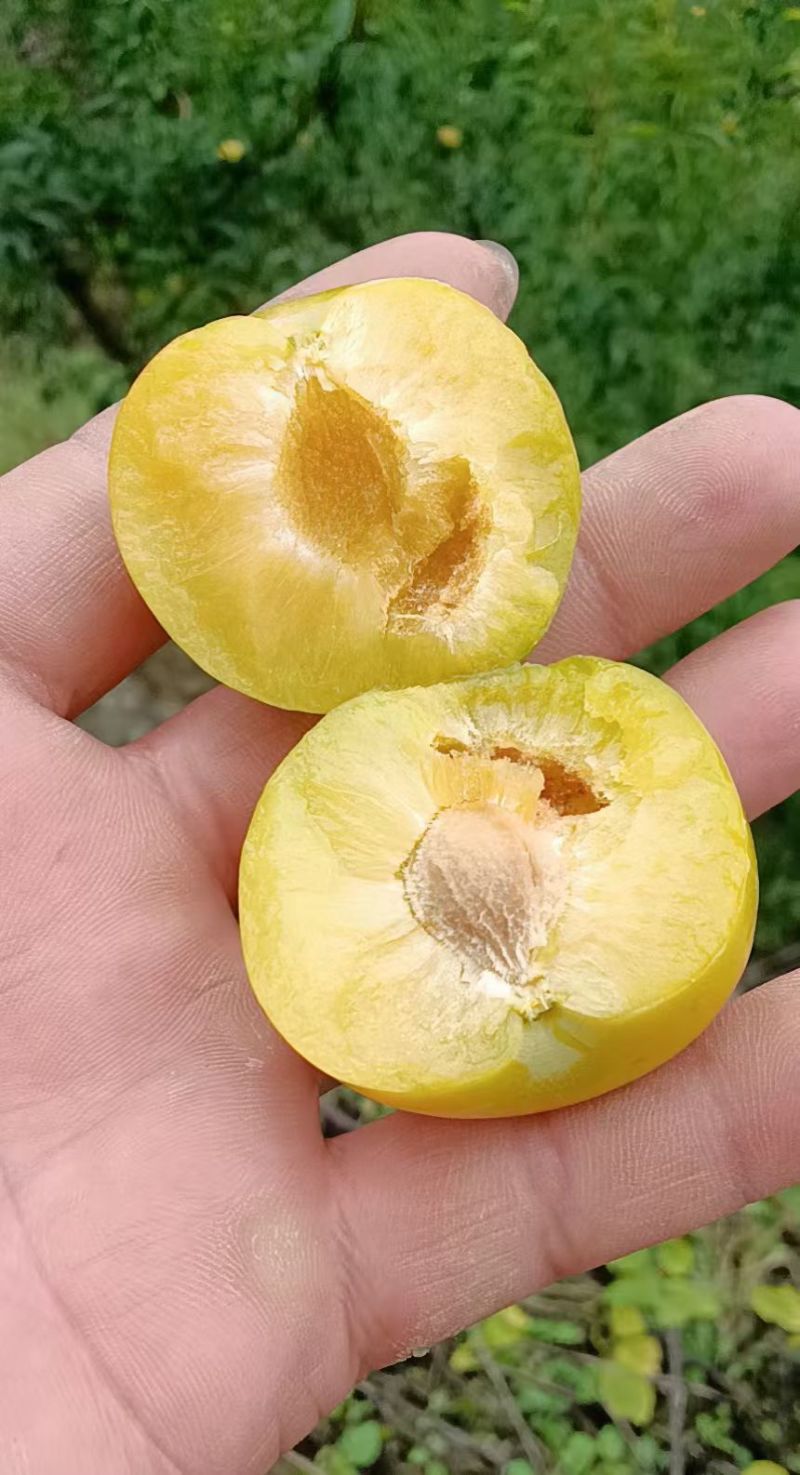 正宗六马蜂糖李