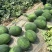 原棚头茬龙卷风西瓜🍉口感甜、皮毛靓、熟度好、代发全国