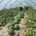 原棚头茬龙卷风西瓜🍉口感甜、皮毛靓、熟度好、代发全国