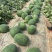 原棚头茬龙卷风西瓜🍉口感甜、皮毛靓、熟度好、代发全国