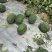 原棚头茬龙卷风西瓜🍉口感甜、皮毛靓、熟度好、代发全国