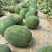 原棚头茬龙卷风西瓜🍉口感甜、皮毛靓、熟度好、代发全国