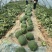 原棚头茬龙卷风西瓜🍉口感甜、皮毛靓、熟度好、代发全国