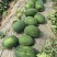 原棚头茬龙卷风西瓜🍉口感甜、皮毛靓、熟度好、代发全国